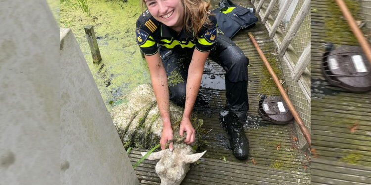 Politie redt schaap uit sloot in Zwaag