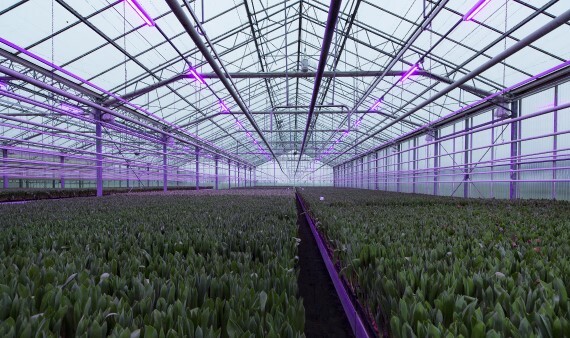 Glasmonitor laat verduurzaming en modernisering glastuinbouwsector zien