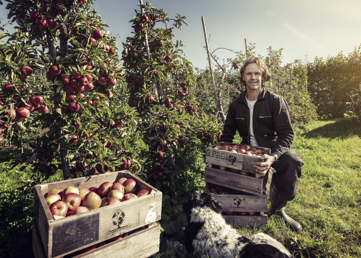 Actie bij fruitteler René van der Aarde (Hem); ‘Red 10.000 kilo biologische appels’