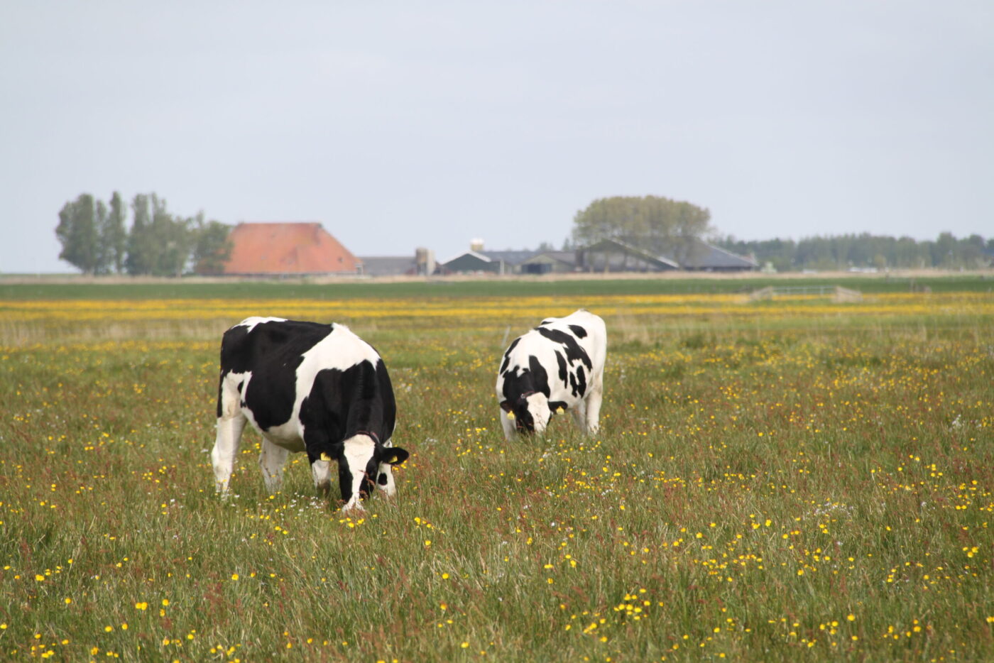 Medemblik wil boeren helpen met kruidenrijk grasland om biodiversiteit te verbeteren