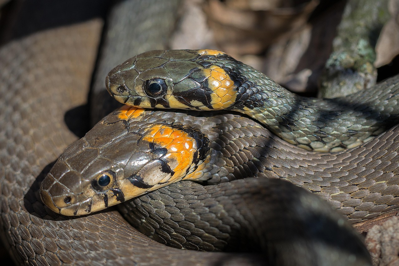 Gemeenten breiden dierenwelzijnstaken uit; ook opvang knaagdieren, reptielen en vogels