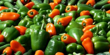 Paprikabedrijf in Altongebied Heerhugowaard failliet verklaard